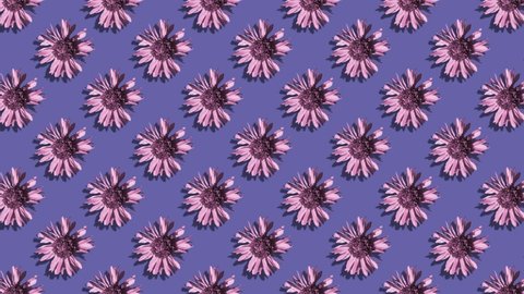 Floral pattern with vertical movement. Pink chrysanthemums pattern on a very peri violet background