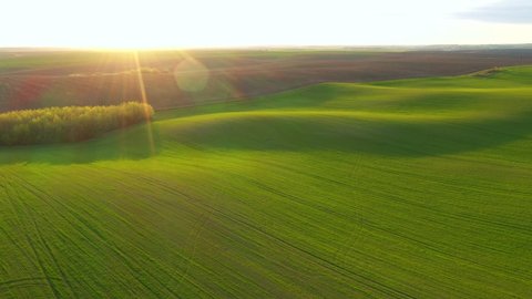 Bird's eye view of agricultural area and green wavy fields in sunny day. Agronomic industry. Agrarian region of Ukraine, Europe. Cinematic aerial shot. Beauty of earth. Filmed in UHD 4k, drone video.