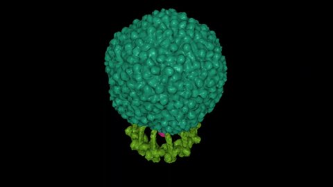 Structure of native bacteriophage P68. Animated 3D Gaussian surface model, protein-specific color scheme, PDB 6q3g, black background