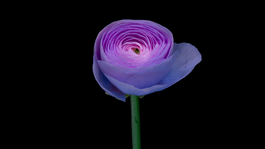 Timelapse of spectacular beautiful blue ranunculus flower blooming on black background. Mothers Day concept. Holiday, love, birthday design backdrop Royalty-Free Stock Footage #1084022104