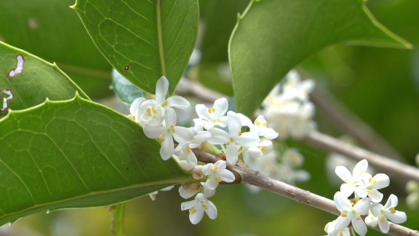 Flowers of holly olive - Osmanthus heterophyllus - are in bloom in Fukuoka city, JAPAN. Without sounds