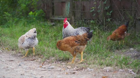 Domestic brown, grey hens pecks, forages green grass, looks for worms, seeds in country yard. Chicken walking, feeding at bird ranch close up outdoor. Free range poultry farming concept, sunny day