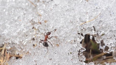 ant is walking on the snow,  Formica rufa,