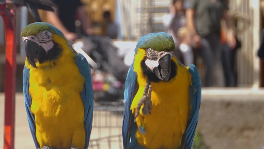 Close up of two macaw parrots looking around on a sunny day on a boardwalk