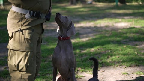 Portrait of curios Weimaraner looking at camera sniffing and playing with unrecognizable Caucasian man. Young purebred dog with professional trainer cynologist outdoors on sunny day