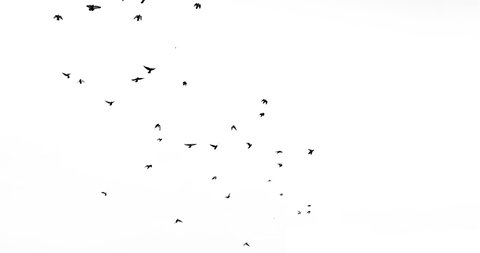 A set of 6 real footage. A flock of pigeons isolated on white background. Silhouettes of birds in motion far in the sky. Wildlife visual effects. A visual element for compositing.