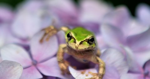 Closeup of Japanese tree frog on hydrangea flower