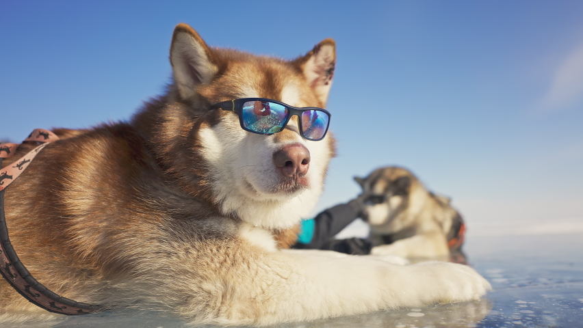 Cute fluffy malamutes wear sunglasses lay over ice, sled dogs chill in sunshine Royalty-Free Stock Footage #1084034956