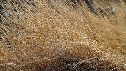 Dry grass hisses and shivers in the wind