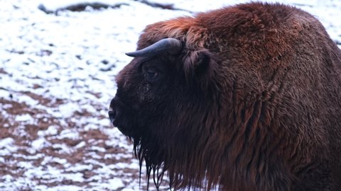 Vigilant Wild Big Brown European Wood Bison Wisent Threaten by Extinction Standing in Open Field Covered in White Snow on Cold Winter Day