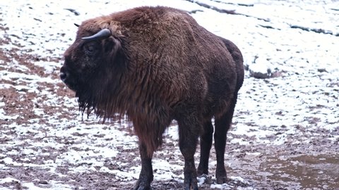 Vigilant Wild Big Brown European Wood Bison Wisent Threaten by Extinction Standing in Open Field Covered in White Snow on Cold Winter Day