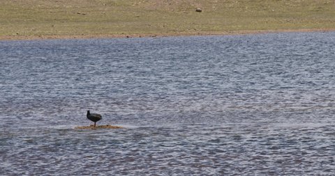 Bird on lake, Pampas Galeras, Peru.