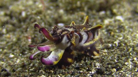 flamboyant cuttlefish turns around on sandy bottom showing vibrant colors. Sand and plankton in the water. nightshot