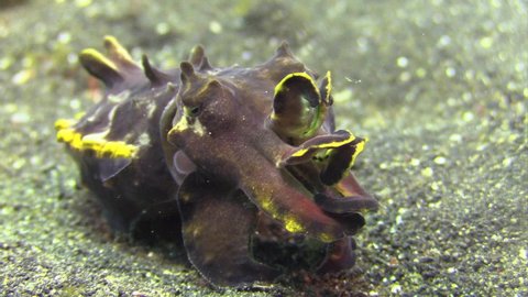 exhausted female flamboyant cuttlefish breathes heavily after having laid eggs. Close-up on sandy bottom