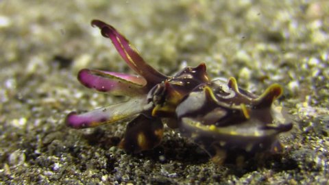 flamboyant cuttlefish walks right to left over sandy bottom showing vibrant colors. Close-up shot
