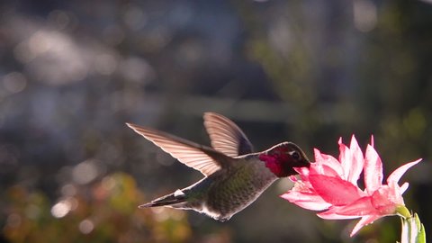 Male hummingbird hovering in bright backlighting sunlight, slow motion and zoom in zoom out