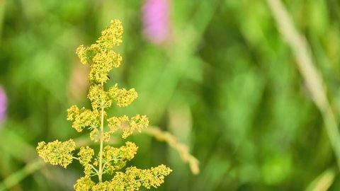 Galium verum (lady's bedstraw or yellow bedstraw) is herbaceous perennial plant of family Rubiaceae. It is widespread across most of Europe, North Africa, and temperate Asia.