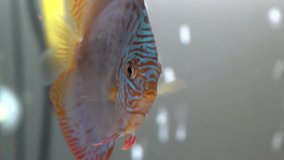 Blue Red Pompadour Discus Fish in a Freshwater Aquarium on Blury Bubbles Background Seen