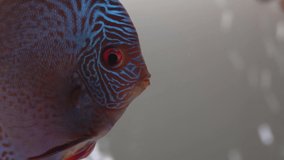 Blue-red Pompadour Fish Swiming in a Freshwater Aquarium on Blury Bubbles and Second Fish