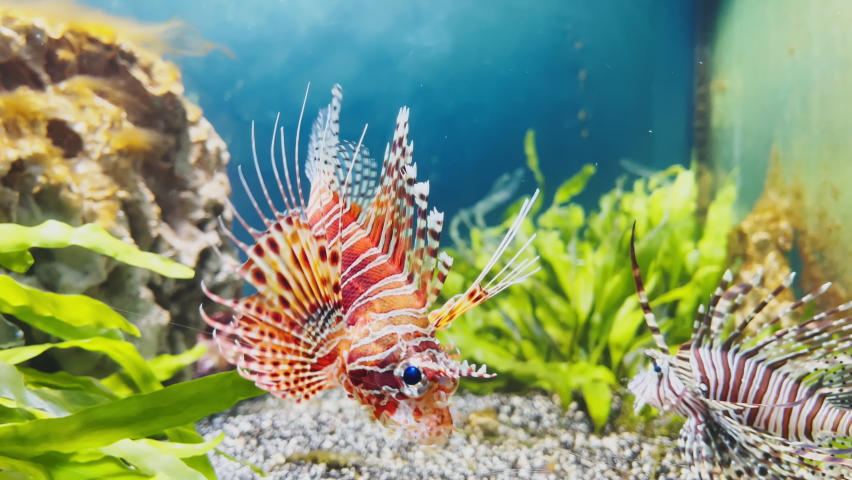 The beautiful lionfish of red color swims leisurely among algae and stones, colorful underwater footage, thunderstorm of the underwater world | Shutterstock HD Video #1084054561