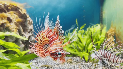 The beautiful lionfish of red color swims leisurely among algae and stones, colorful underwater footage, thunderstorm of the underwater world