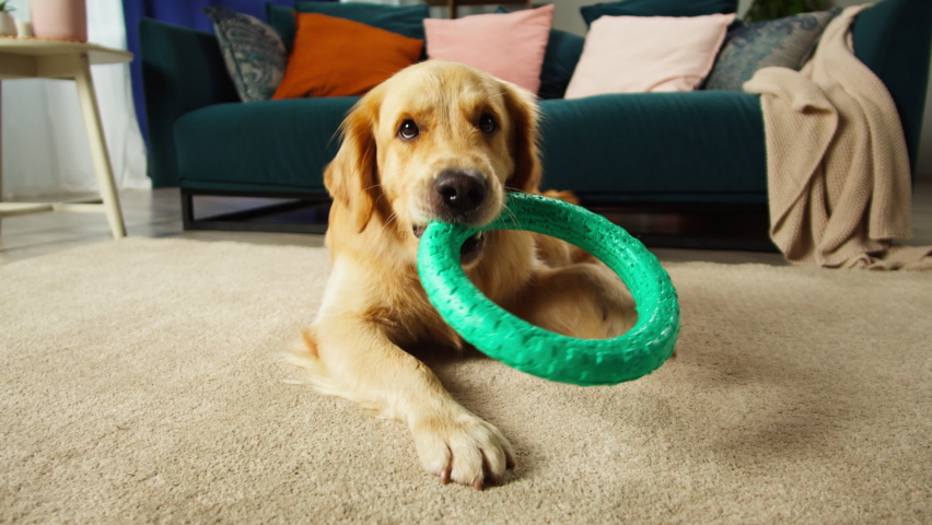 Golden retriever holding ring close-up. Trained dog biting toy. Happy domestic animal concept, best friends, puppy playing alone in living room, pet shop.  Royalty-Free Stock Footage #1084056136