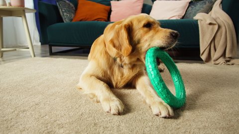Golden retriever holding ring close-up. Trained dog biting toy. Happy domestic animal concept, best friends, puppy playing alone in living room, pet shop. 