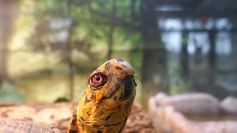 Pet box turtle with red eyes head close-up