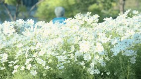 teenage girl was walking in the park in the afternoon with the soft sunlight Use her hands to gently touch the white flowers and relax. 4k