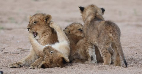 Wide shot of cute lion cubs playing and rolling in the sand, Greater Kruger.