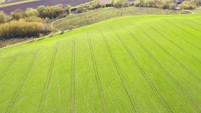 Picturesque scene from a bird's eye view, green fields in sunny day. Agronomic industry. Agricultural region of Ukraine, Europe. Cinematic aerial shot. Filmed in UHD 4k, drone video. Beauty of earth. 