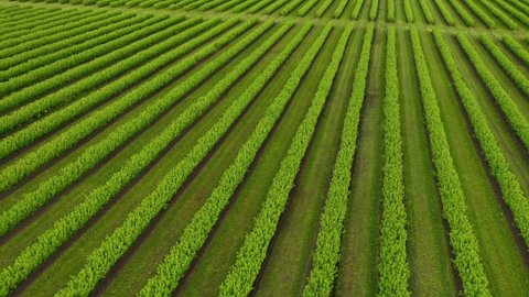 Green rows blackcurrant bushes from a bird's eye view. Agronomic industry. Ecology concept. Agricultural region of Ukraine, Europe. Cinematic drone shot. Filmed in UHD 4k video. Beauty of earth.
