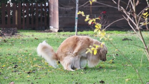 Brown dog golden retriever poop in the garden, steaming poop on the grass.
