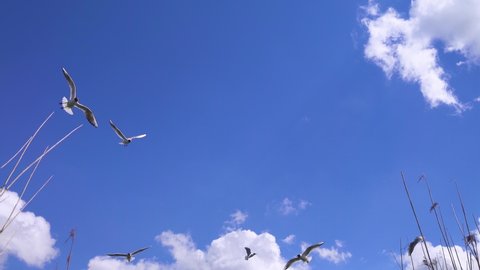 A lot of seagulls are flying against the background of a blue sky with white clouds. There are nesting black-headed gull (Larus ridibundus) here