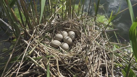 Bird's Nest Guide. Nidology. European coot (Fulica atra) nest on a eutrophied lake with an abundance of common reed (Phragmites australis)