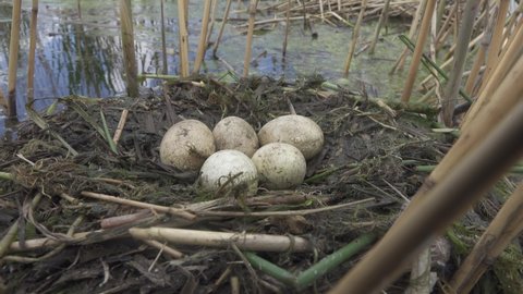 Bird's Nest Guide. Nidology. Great-crested grebe (Podiceps cristatus) floating nest in reed beds of southern eutrophic lake with abundance of common reed (Phragmites australis)