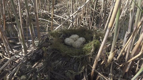 Great-crested grebe (Podiceps cristatus) nest on the eutrophication of a reservoir. Development of surface vegetation, the nest is made of Mare's-tail (Hippuris) mostly. North of Europe