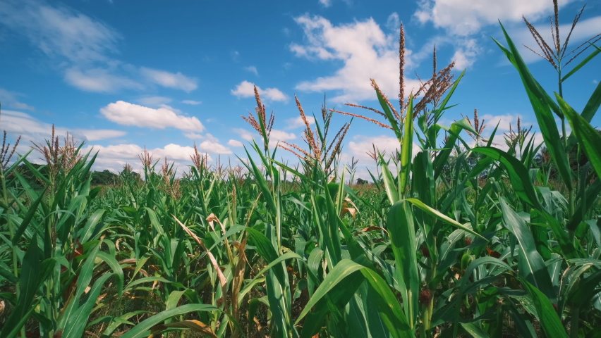 green maize corn plant in agricultural fields with blowing wind on blue sky, animal feed agricultural industry