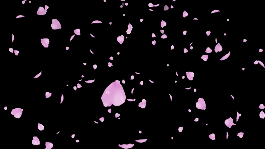 Pink cherry petals. Realistic falling blossoms. Spring decoration. Easter. Overlay. Isolated flowers. Black screen. Loop. 59,94 fps | Shutterstock HD Video #1084074583