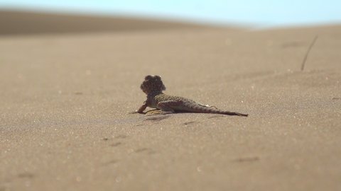 In nature, agamas eat everything from leaves and stems to small mice and chicks. Bearded agamas are omnivorous lizards. The lizard stands on the sand and slowly turns its head in search of prey.4K