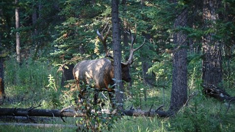 Large Bull Elk, Cervus elephas walking in pine forest at Jasper national park, Canada