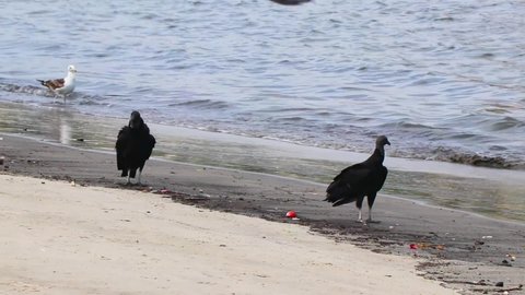 Tropical Black Vultures Coragyps atratus brasiliensis and a seagull on the Botafogo Beach sand in Rio de Janeiro Brazil.