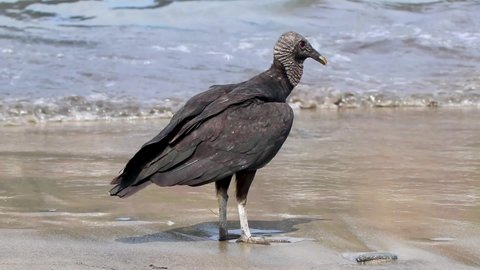 Tropical Black Vulture Coragyps atratus brasiliensis lonely on the Botafogo Beach sand in Rio de Janeiro Brazil.