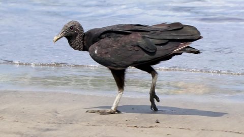 Tropical Black Vultures Coragyps atratus brasiliensis eat dead fish carcass cadaver on the Botafogo Beach sand in Rio de Janeiro Brazil.