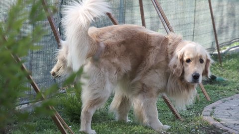 golden retriever dog with brown fur urinating in the park to mark territory

