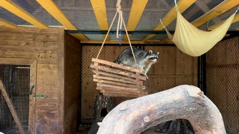 Raccoons in a cage look out of their bed. An animal in the zoo behind the fence bars. Good or bad animal care. Sad raccoon behind a wire mesh in captivity