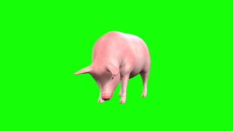 3d animation a Pig standing, looking around and eating.