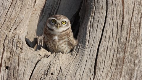 The spotted owlet (Athene brama) flying slow motion