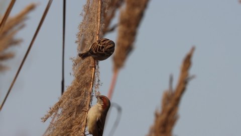The house sparrow (Passer domesticus) flying over Pampas grass slow motion