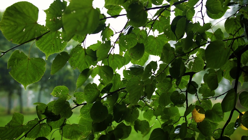 Close view of  linden tree branch with leaves on rainy day. Blurred background of rural landscape view on raining day.  Royalty-Free Stock Footage #1084088818